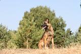 MALINOIS 112